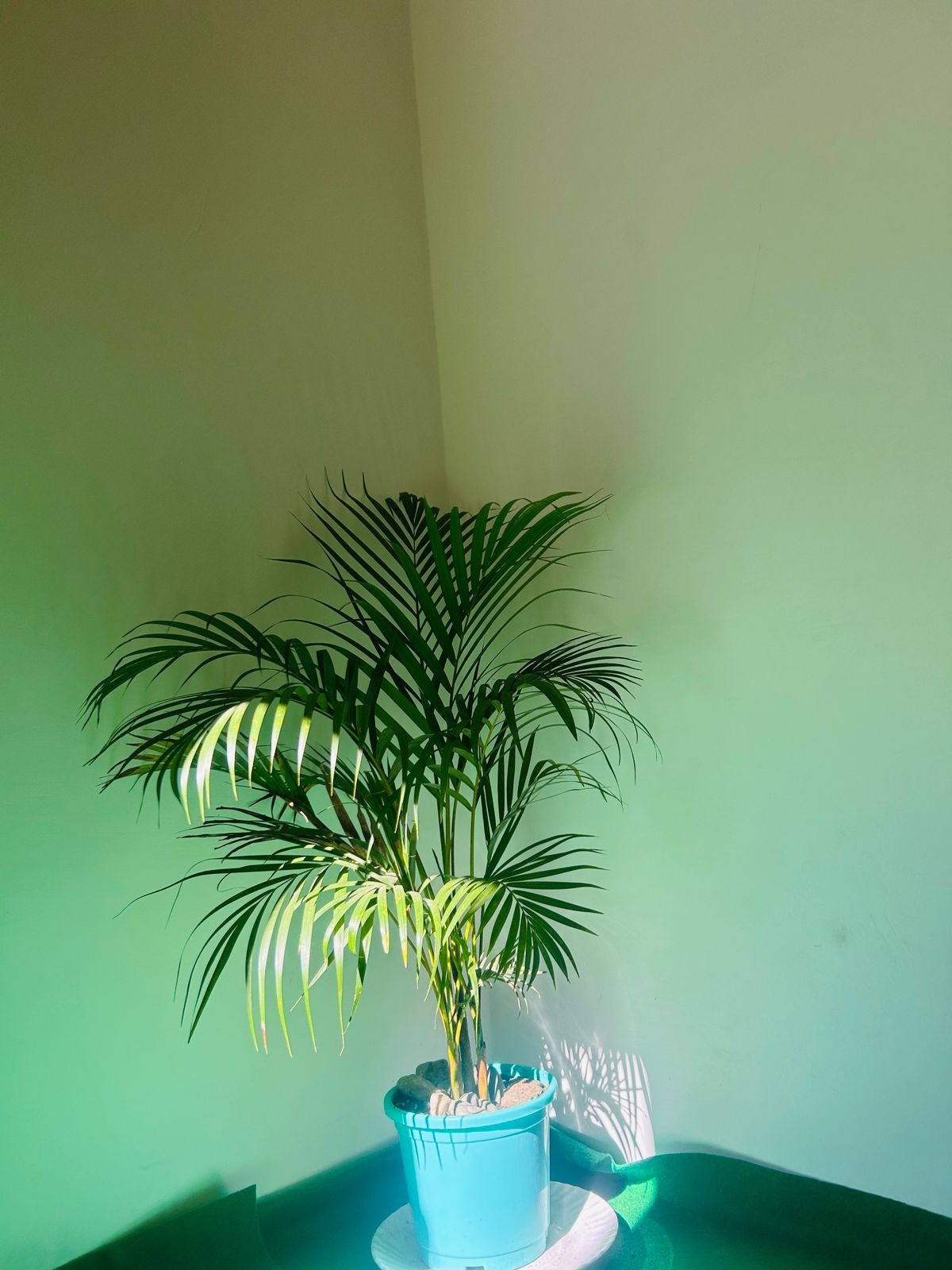 Twin beds with vibrant bedding and mountain scenery